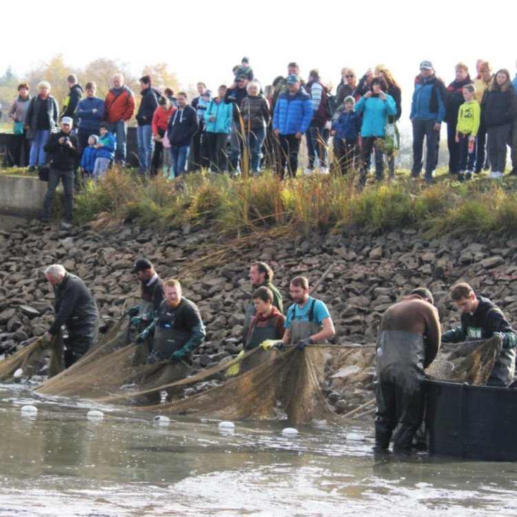 Výlov rybníka ve Velkém Beranově 