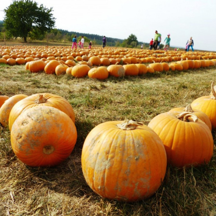 Dýňobraní v Zámecké stáji Plandry 