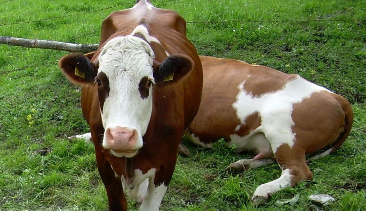 Alpské putování s kravkami