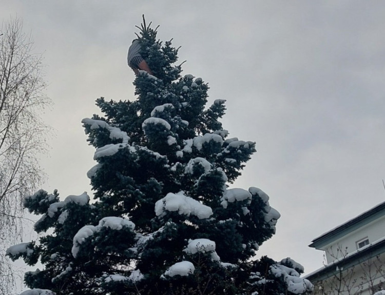 Co dělal silně opilý muž na stromě v Jihlavě na sídlišti?