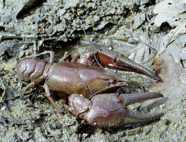 Který kriticky ohrožený korýš je původním druhem české přírody a podle ochránců se usadil v obnoveném mokřadu V Krejdách u Žďáru nad Sázavou?