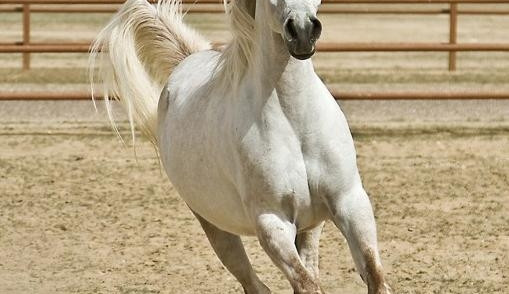 Velká cena města Hluboká nad Vltavou.