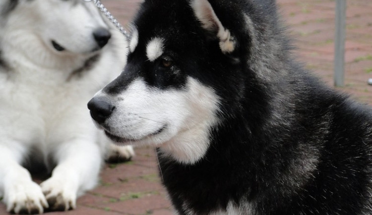 Počasí pod psa, výstava pro psa