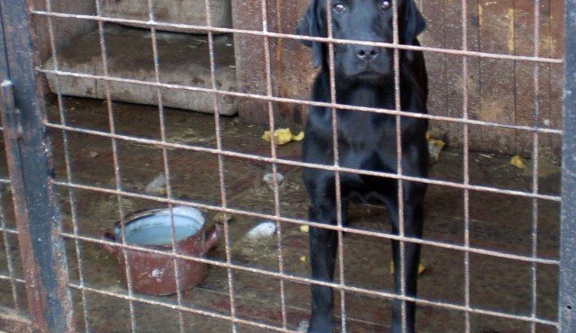 Na vltavotýnské Liškárně mají psí vězení