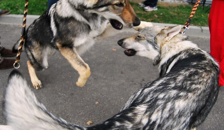 Psí výstavu provázelo stylově psí počasí