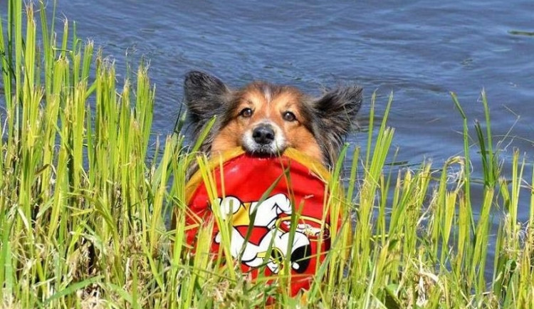 Budějce budou mít novou psí vyhlášku