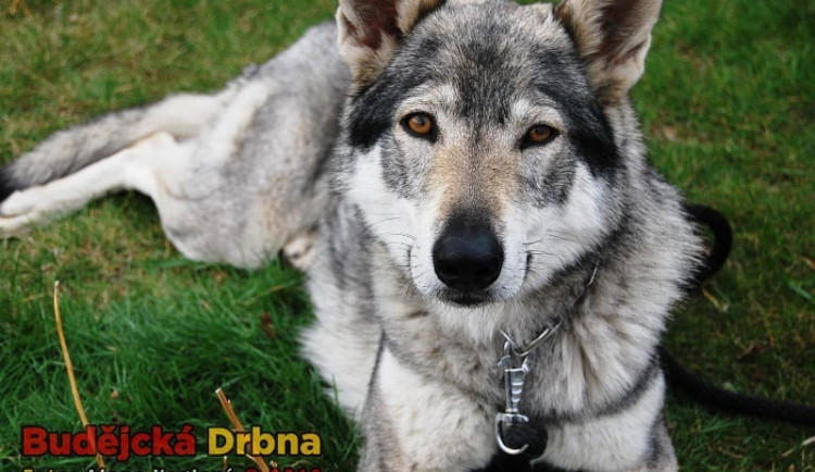 Nová vyhláška o volném pohybu psů byla přijata