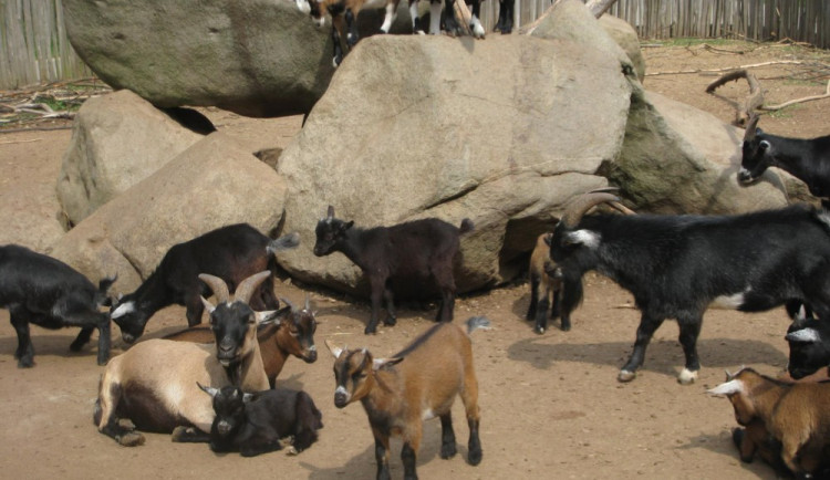 Jihlavská ZOO připravuje Den ptactva