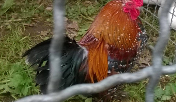 Kameničtí chovatelé vystavovali už po padesáté