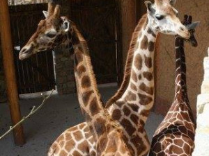 Jihlavská ZOO láká k prohlídce.