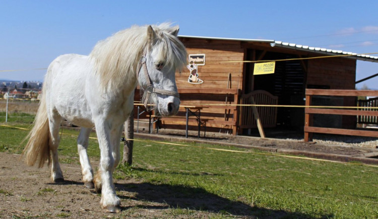 Jaký bude osud poníků z Poníkova?