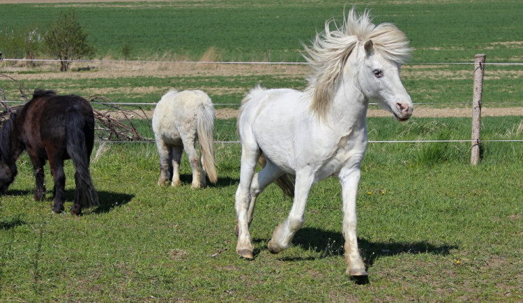 Dobré zprávy ze Starých Hodějovic a Poníkova