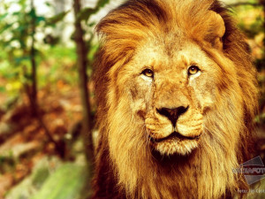 Lev, král zvířat - K překonání anorexie či bulimie je potřeba síla lva.