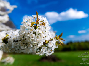 Rozkvetlá třešeň uprostřed jara - Objevuj v sobě jen to krásné.