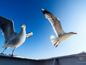 Racci na moři - Poruchy příjmu potravy vás zbaví svobody.