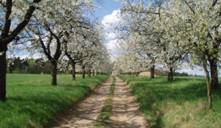 Třešňová alej. Ilustrační foto