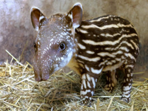 Jihlavská zoo se rozrostla o další mládě. Je jím tapíří sameček