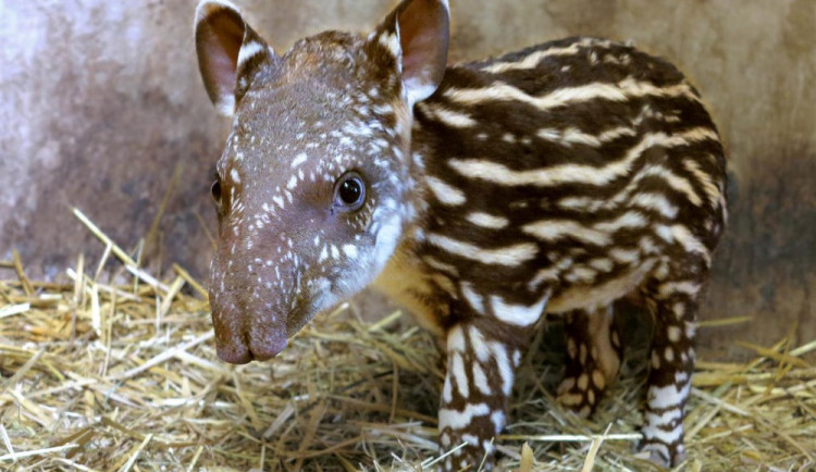 tapir mlade v zoo