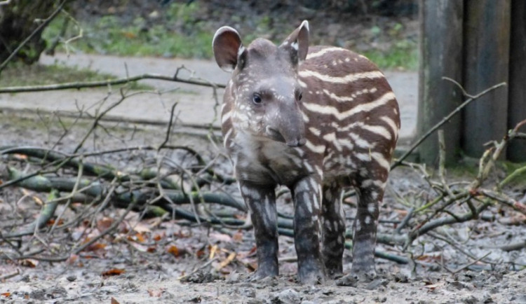Měsíc a den starý tapír z jihlavské zoo už má své jméno. Kmotři ho pojmenovali Ferda