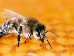Kraj Vysočina nabízí finanční podporu včelařům při vyšetření na mor včelího plodu