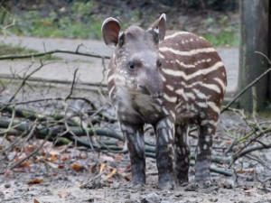 Branami jihlavské zoo vloni prošlo téměř 275 tisíc lidí, nejvíce táhne nový tropický pavilon