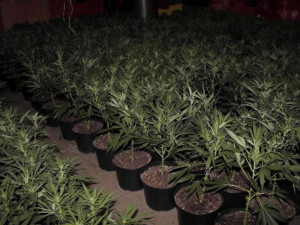 Kriminalisté dnes odhalili v Novém Městě na Moravě pěstírnu konopí