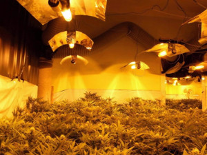 Kriminalisté dnes odhalili v Novém Městě na Moravě pěstírnu konopí