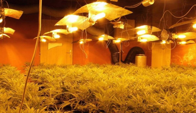 Kriminalisté dnes odhalili v Novém Městě na Moravě pěstírnu konopí