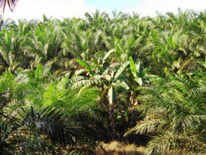 Řeknete ne palmovému oleji? Tuzemští výrobci začali s jeho nahrazováním, odpor veřejnosti sílí
