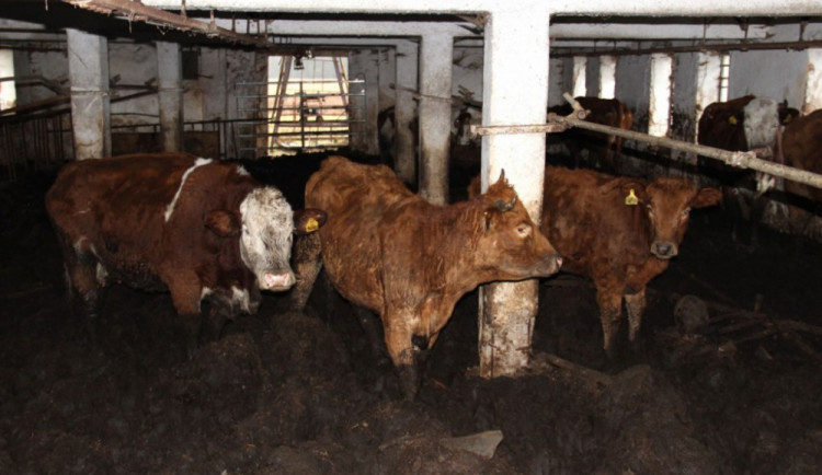 Muže z Pelhřimovska, který choval stádo skotu, obvinila policie z týrání zvířat