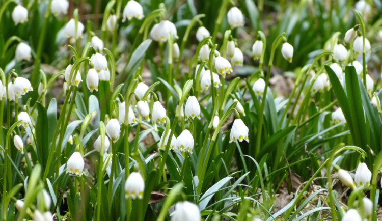 Bleduliště u Staré Říše na Jihlavsku 