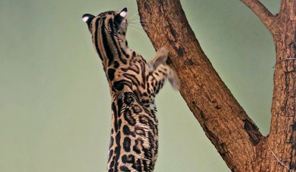 Novým obyvatelem jihlavské zoo je samice margaye. Byla dovezena z Francie