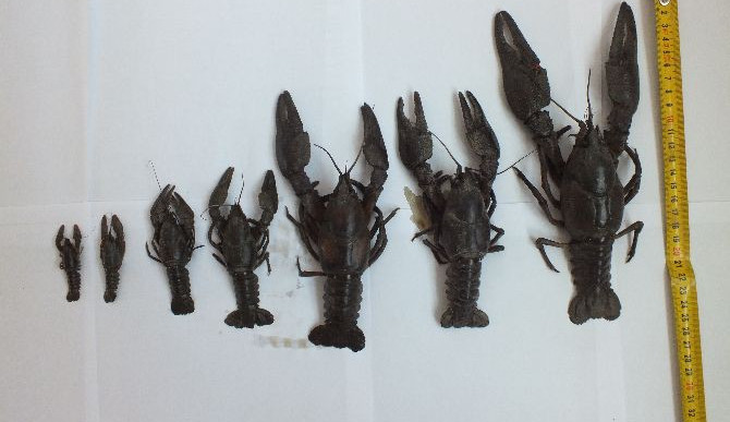 Za úhyn více než osmi tisíc raků v řece Doubravce dostala společnost pokutu 1,7 milionu korun