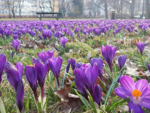 Parky v Jihlavě ozdobily krokusy, přibydou ještě i tulipány, narcisy a modřence