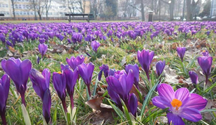 Krokusy na Štefánikově náměstí