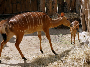 V jihlavské zoo se narodila samička nyaly nížinné