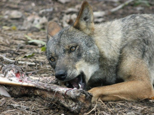 V jihlavské zoo začnou chovat vlky iberské. Výběh už je pro ně připraven