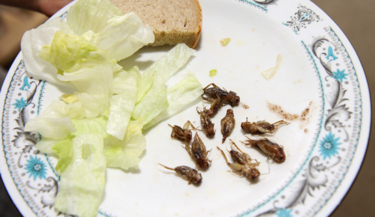 V prostorách Vysoké školy polytechnické se ve čtvrtek budou ochutnávat hmyzí lahůdky