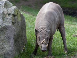 Jihlavská zoo rozšířila chov babirus celebeských, aby se dočkala mláďat