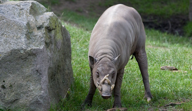 Babirusa celebeská 
