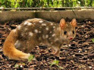 Jihlavská zoo slaví úspěch, za odchov kunovce tečkovaného obdržela prestižní ocenění