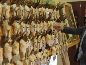 Jihlavská radnice zdarma nabízí výstavu trofejí uplynulého mysliveckého roku