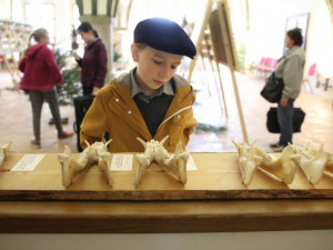 Jihlavská radnice zdarma nabízí výstavu trofejí uplynulého mysliveckého roku