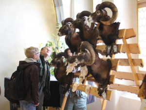 Jihlavská radnice zdarma nabízí výstavu trofejí uplynulého mysliveckého roku