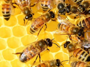 Pod pokličku včelích úlů budou moci nově nahlédnout návštěvníci jihlavské zoo