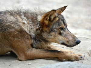 Zoo Jihlava rozšiřuje počet chovaných zvířat, v pátek bude otevírat expozici s vlky