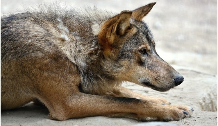 Zoo Jihlava rozšiřuje počet chovaných zvířat, v pátek bude otevírat expozici s vlky