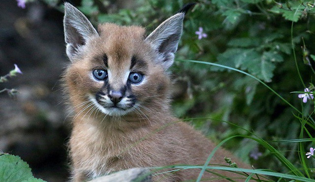 V jihlavské zoo se narodila čtyři mláďata karakala, přírůstky hlásí i plameňáci a nanduové