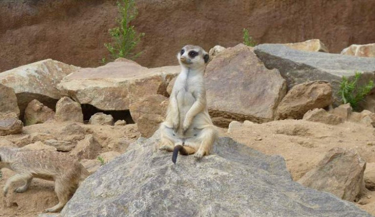 Jihlavské zoologické zahradě stoupla v první půli roku návštěvnost o čtvrtinu