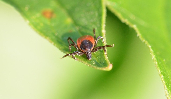 Teplé počasí svědčí klíšťatům. Na Vysočině přibylo případů klíšťové encefalitidy i boreliózy